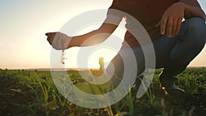 Agriculture. The soil is in the hands of the farmer. Farmer in rubber boots in a wheat field. Fertile soil for organic