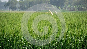 Agriculture in South Asia. Green wheat field. Wide fields full of green grains of wheat