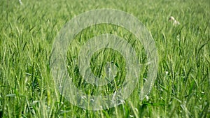 Agriculture in South Asia. Green wheat field. Wide fields full of green grains of wheat