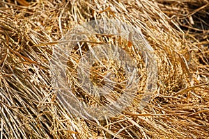 Agriculture in South Asia. The paddy has been cut and dried in the field. Ripe rice in agricultural field