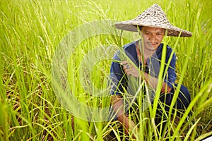 Agriculture, space and an asian man rice farmer in a field for sustainability in the harvest season. Grass, nature and