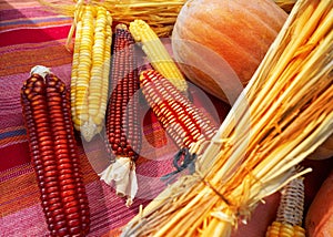 Agriculture still life with corn and pumpkin