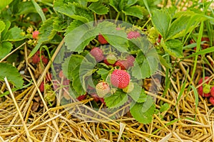 Agriculture - Strawberries