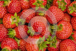 Agriculture - Strawberries