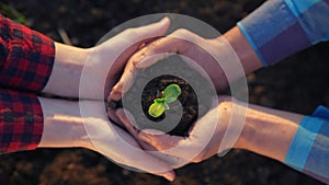 agriculture teamwork. farmers team hands plant a small plant in the ground soil. business teamwork agriculture concept