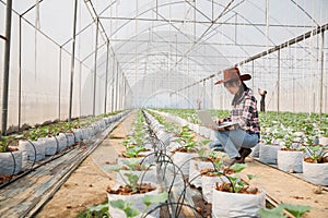 Agriculture technology concept man Agronomist Using a Laptop in an Agriculture Field read a report, Plant analysis and research