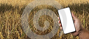 Agriculture technology concept man Agronomist Using a Tablet in an Agriculture Field read a report