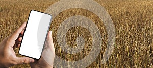 Agriculture technology concept man Agronomist Using a Tablet in an Agriculture Field read a report