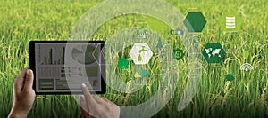 Agriculture technology concept man Agronomist Using a Tablet in an Agriculture Field read a report integrate artificial