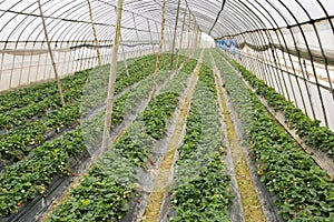 Agriculture tent farm