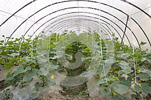 Agriculture tent farm