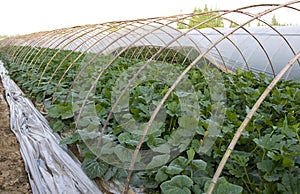 Agriculture tent farm