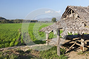 Agriculture in Thailand