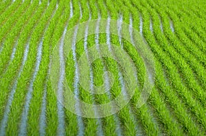 Agriculture in Thailand