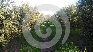 Olive in morrocco photo