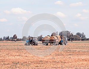 Agriculture and tractor collects straw bales on the farm plant