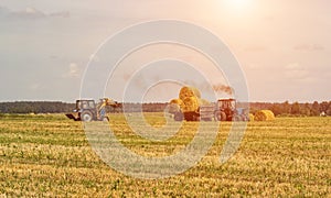 Agriculture and tractor collects straw bales on the farm plant