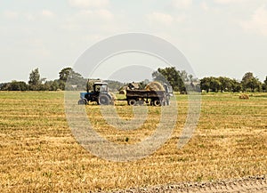 Agriculture and tractor collects straw bales on the farm plant