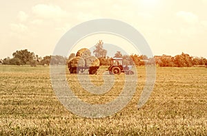 Agriculture and tractor collects straw bales on the farm plant