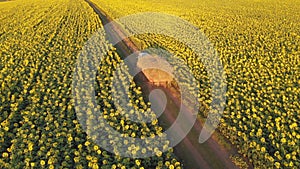 Agriculture tractor with hay autumn sunflower field