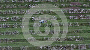 Agriculture tractor spreads fertilizer in an apple orchard, aerial