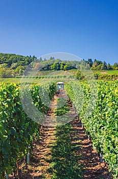 Agriculture tractor working in rows of vineyards green fields with grapevine trellis on river Rhine Valley hills