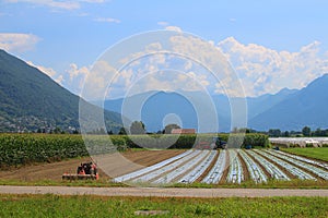 Agriculture in the valley of Ticino with view at the Lepontine Alps in Switzerland