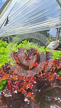 Agriculture vegetable latuce fresh red green