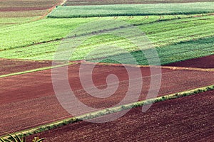 Agriculture Vegetables Crops