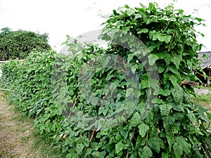 Agriculture Vigna unguiculata subsp. sesquipedalis at grow plant