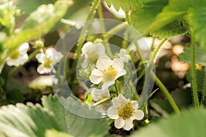 White flowers and green leaves of blooming garden strawberries