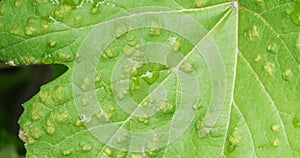 Agriculture, vine illness at leaf, close-up steadicam