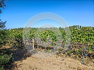 Agriculture.  Vineyard with bunches of ripe grapes in the Basso Sulcis region.