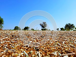 agriculture waste material in fields after crop harvesting photo
