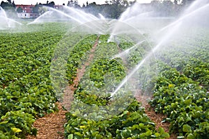 Agriculture water spray