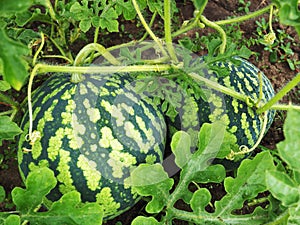 Agriculture watermelon field big fruit summer