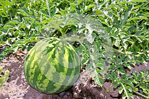 Agriculture watermelon field big fruit water melon photo