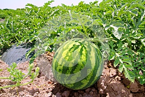 Agriculture watermelon field big fruit water melon