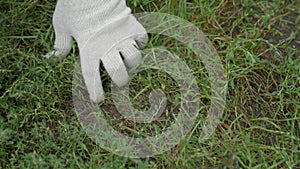 agriculture, weed control, a farmer in protective gloves tearing grass with his hands from the soil, overgrown land, a