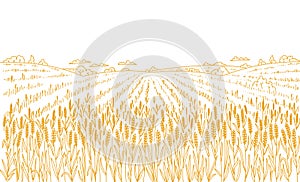 Agriculture wheat field. Hand drawn sketch. Rural landscape panorama. Cereal harvest. Dry grass meadow. Contour vector
