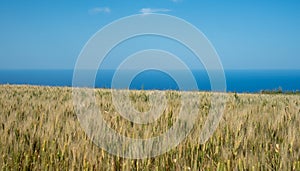 Agriculture wheat field ready for harvesting. Rural grain field farmland against sky.