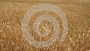 agriculture, wheat field in rural farmer's land, business technology for growing rye on plantations, farm land, growing