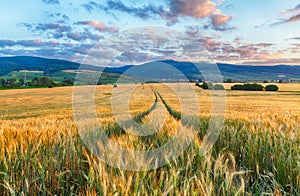 Agriculture - Wheat field