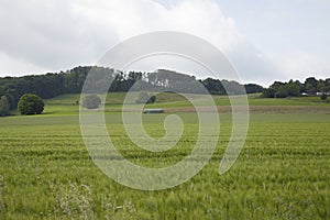Agriculture wheat field with young plants, hills with trees in the background
