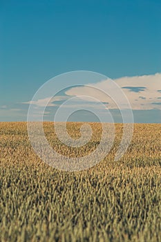 Agriculture. Wheat fields. Sunset on a field with young rye or wheat in summer with cloudy sky background. Landscape. Golden Wheat