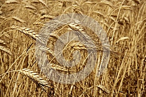 Agriculture wheat golden dried fiels crop