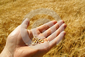 Agriculture, wheat grain on hand