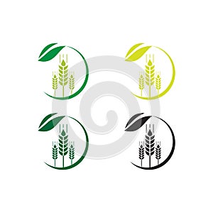 Agriculture wheat Logo Template vector icon design ,organic wheat logo icon vector, ,Stylish logo for the Farmers Market in golden