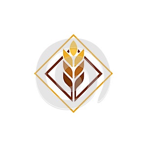 Agriculture wheat vector