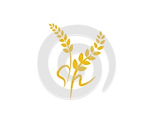 Agriculture wheat vector